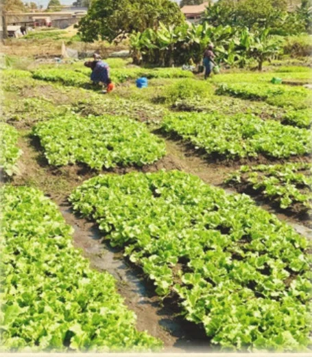 The farmers, from source artwork